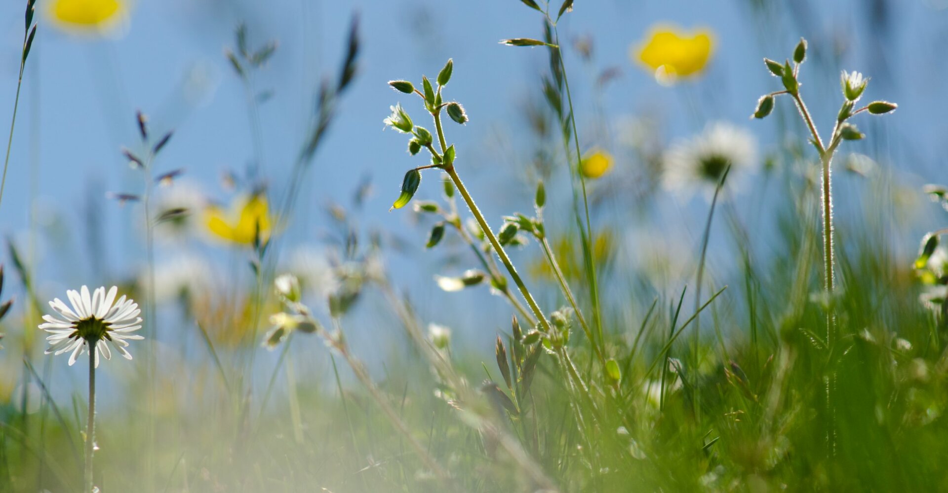 Machair - Kat Martin