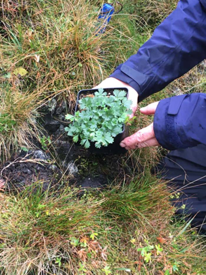 Alpine cinquefoil planting