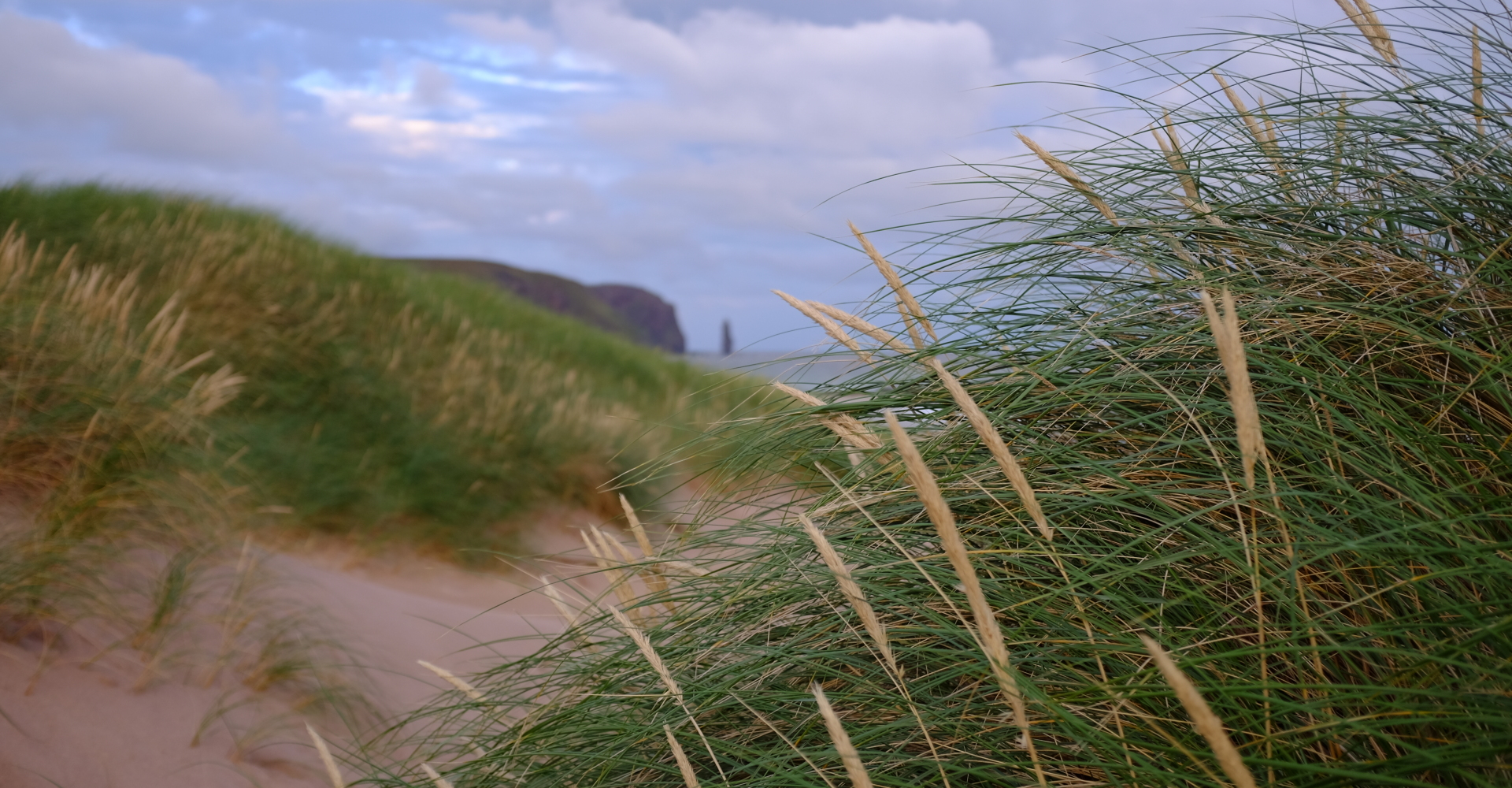Grasses at Sandwood - Kevin Lelland