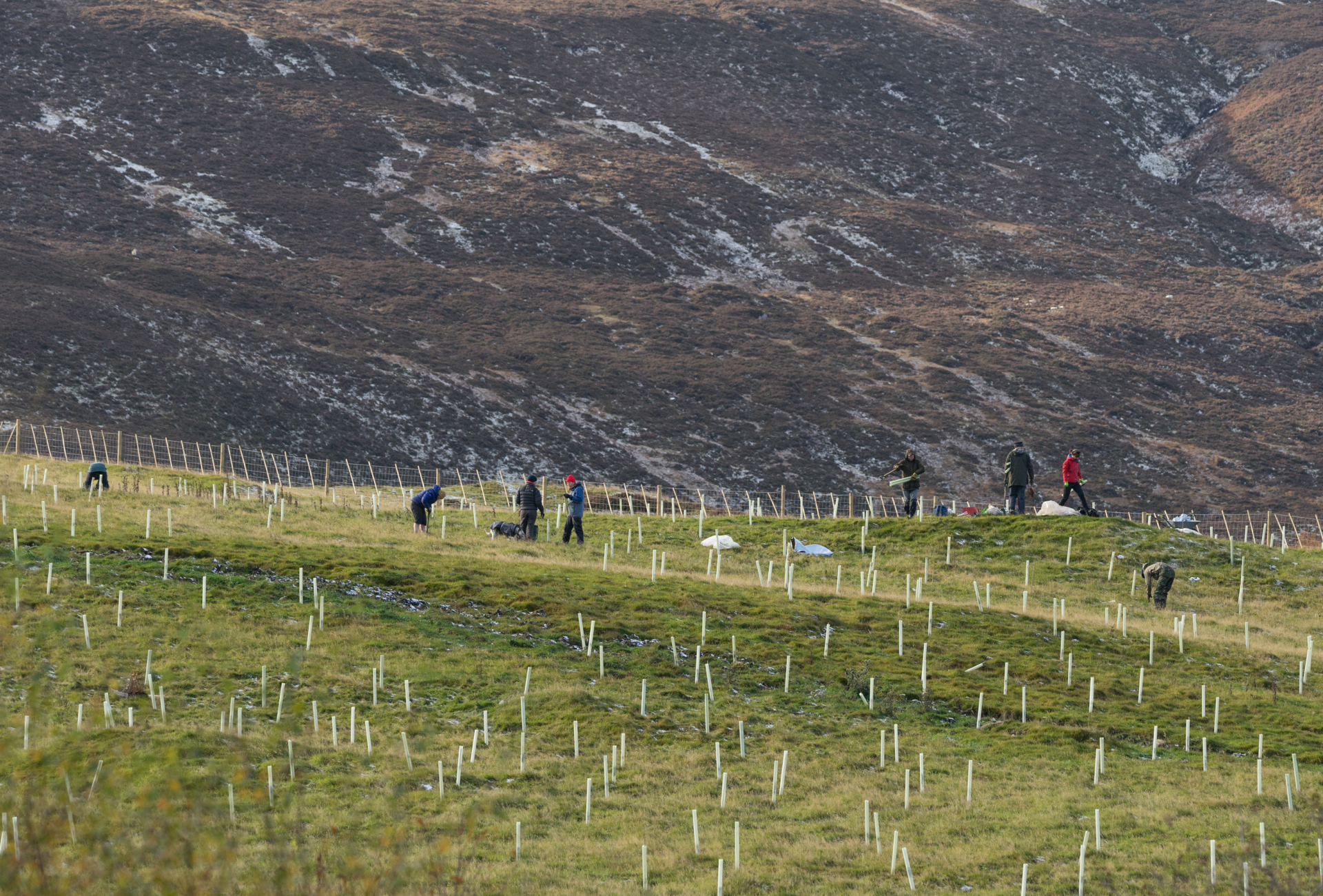 Tree planting at Heart of Scotland - Cat Burton