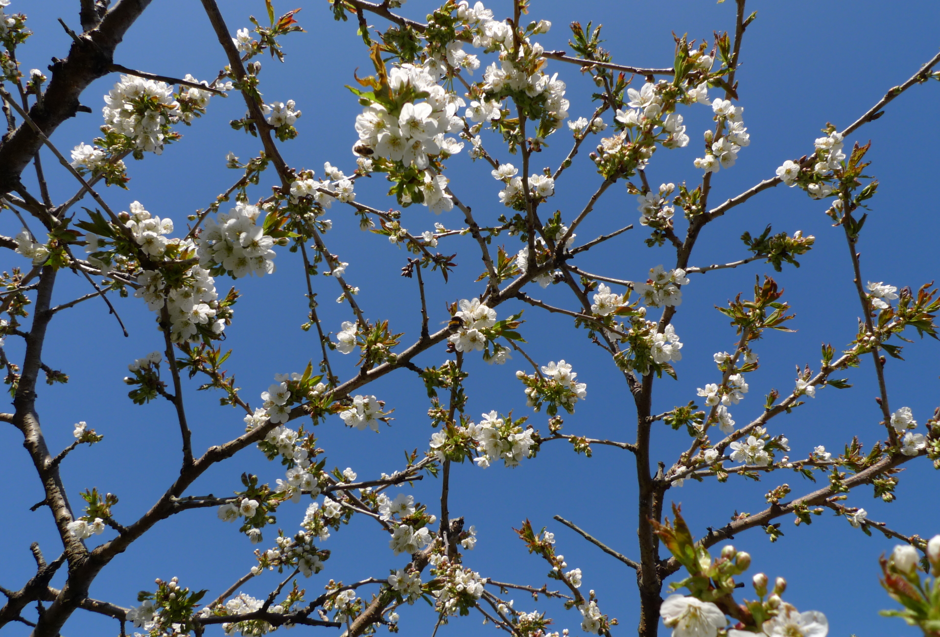 Fruit blossom