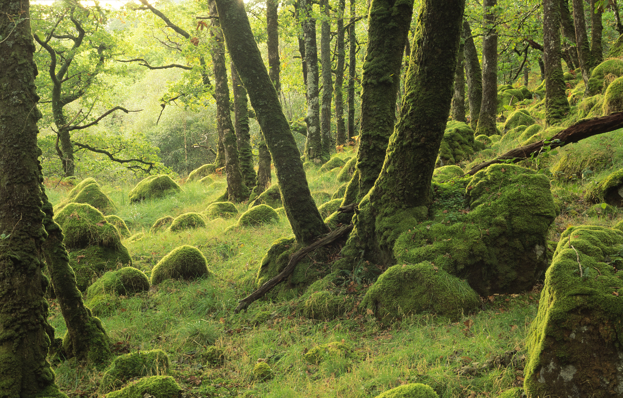 Saving Scotland’s Rainforest