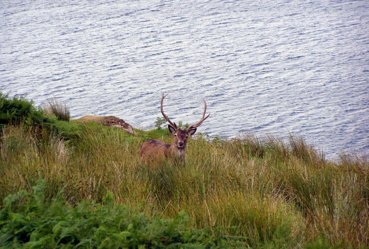 Red deer stag in Assynt - Don O'Driscoll