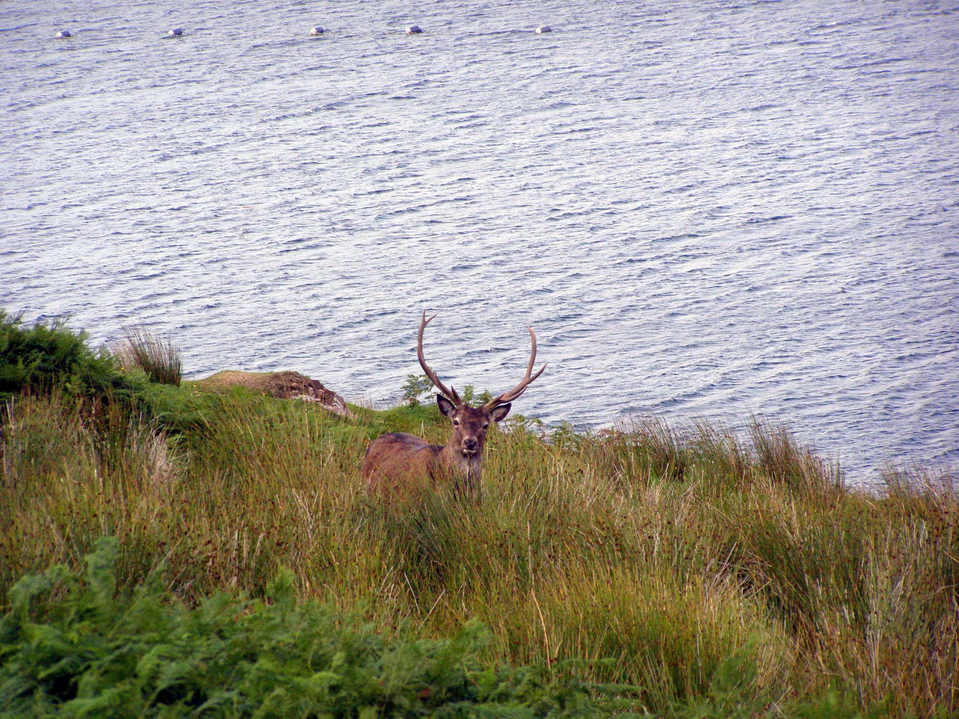 Red deer stag in Assynt - Don O'Driscoll
