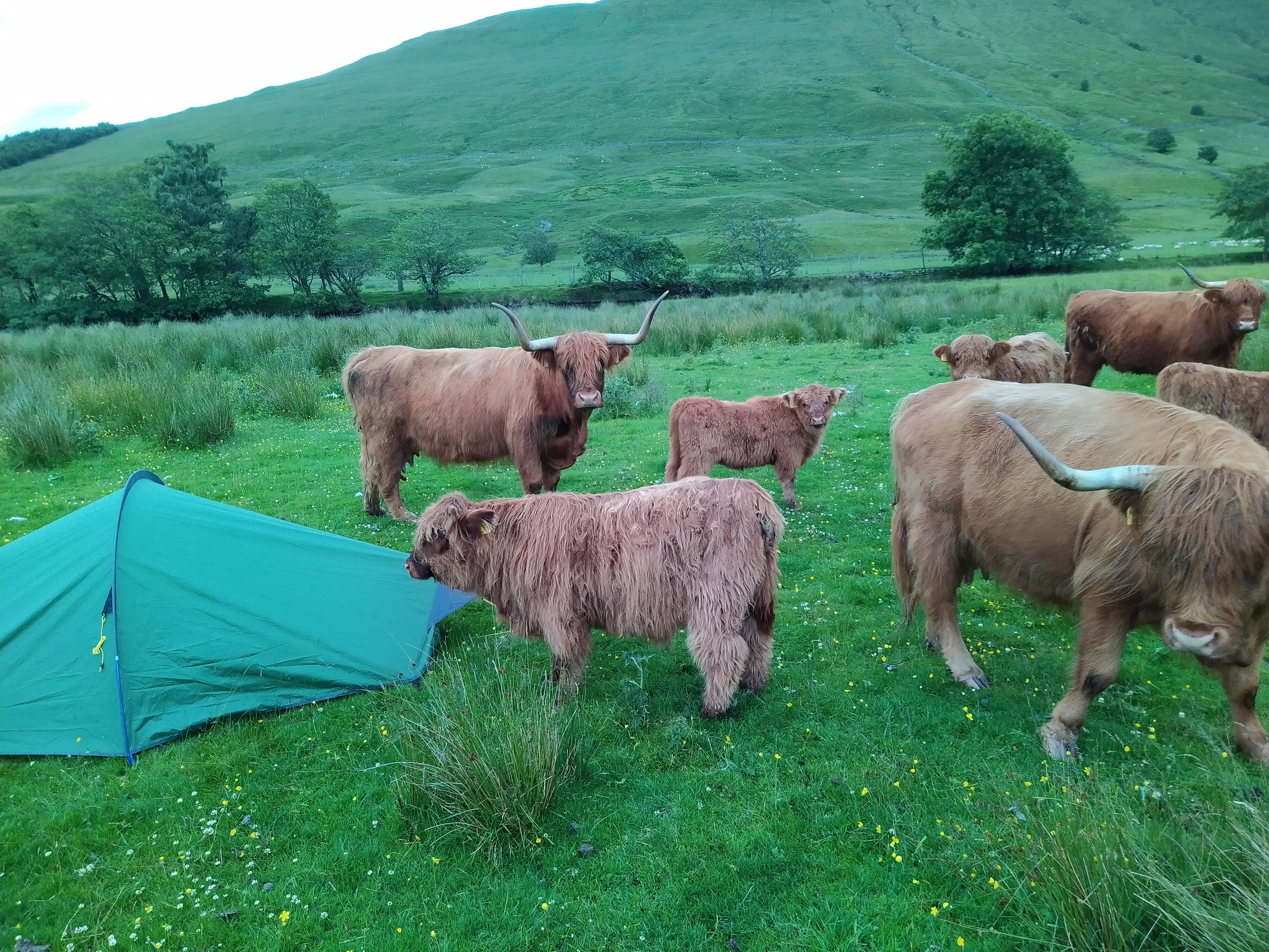 highland cows 