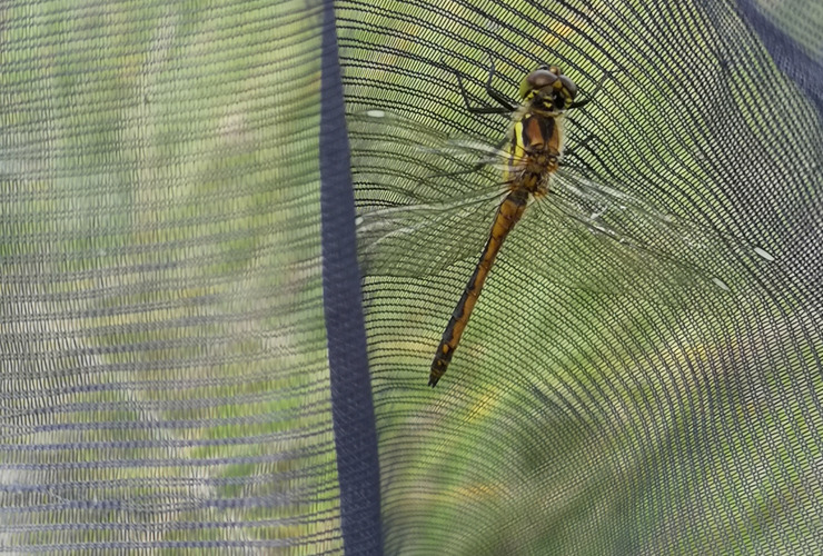 Black darter dragonfly in Glen Nevis