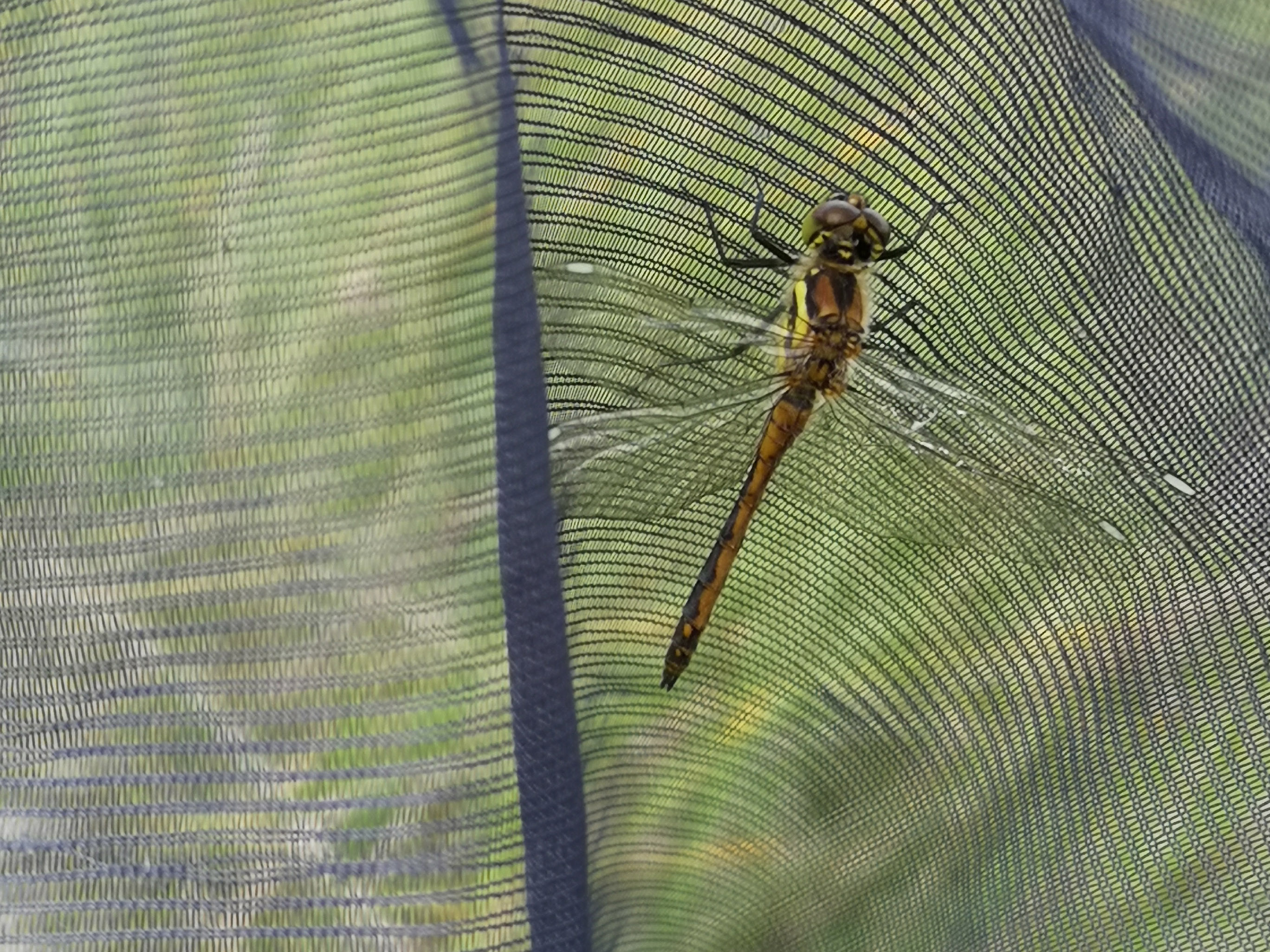 Black darter dragonfly in Glen Nevis