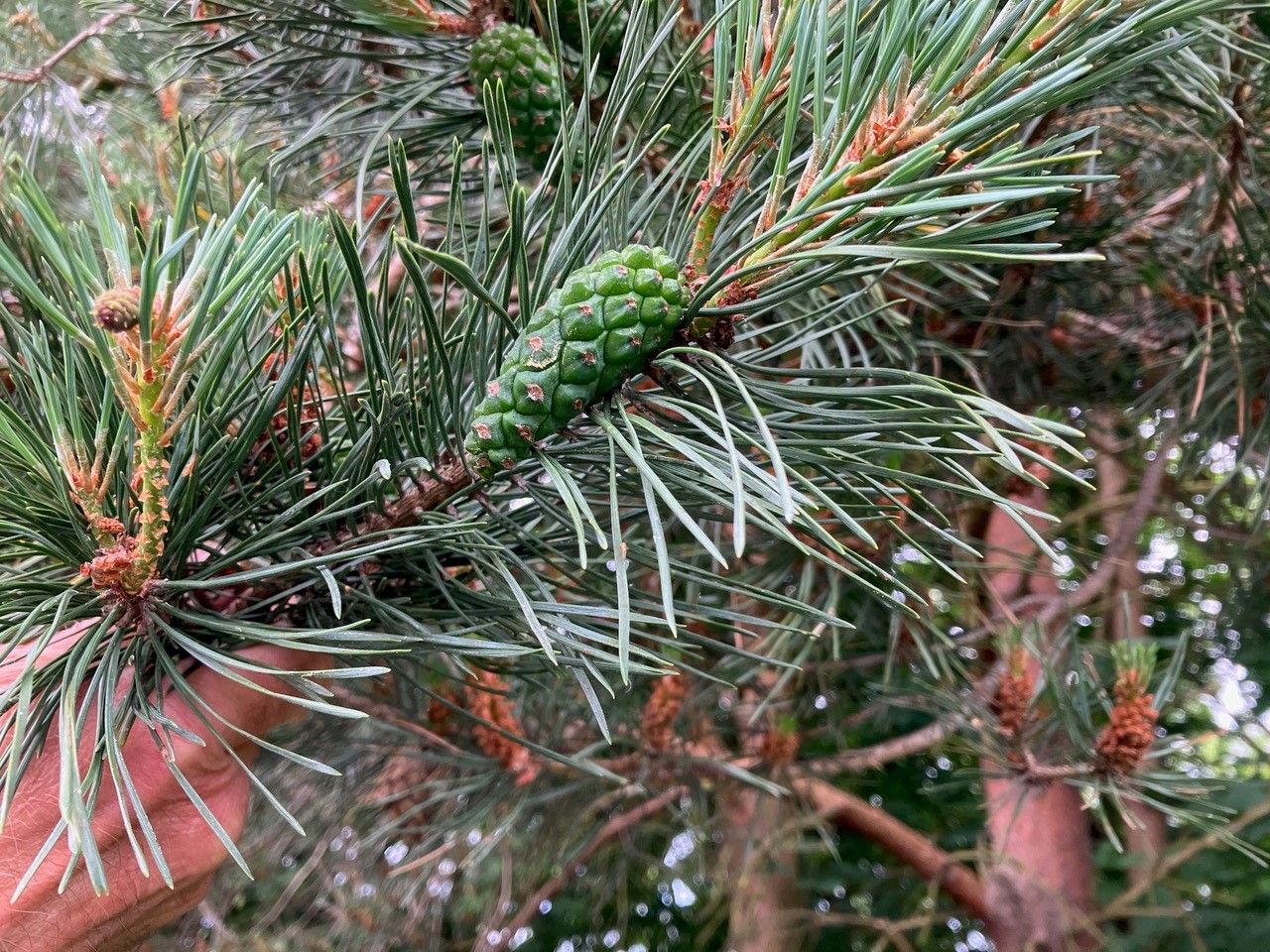 Jessie Paterson - Scots pine