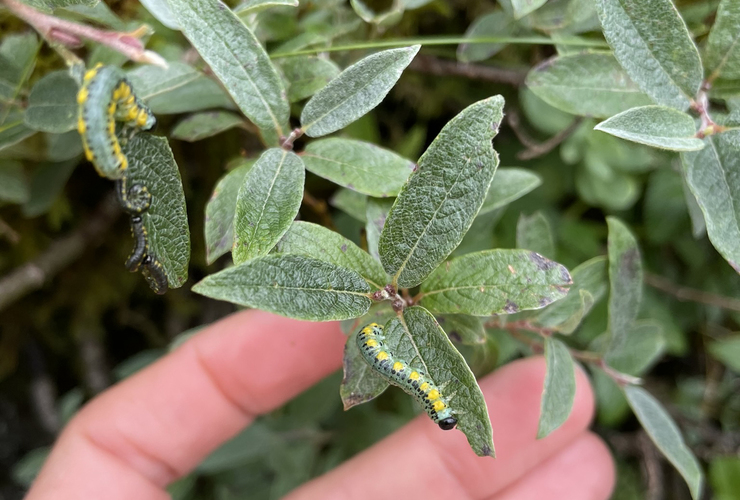 NNN survey of sawfly on downy willow Aug24