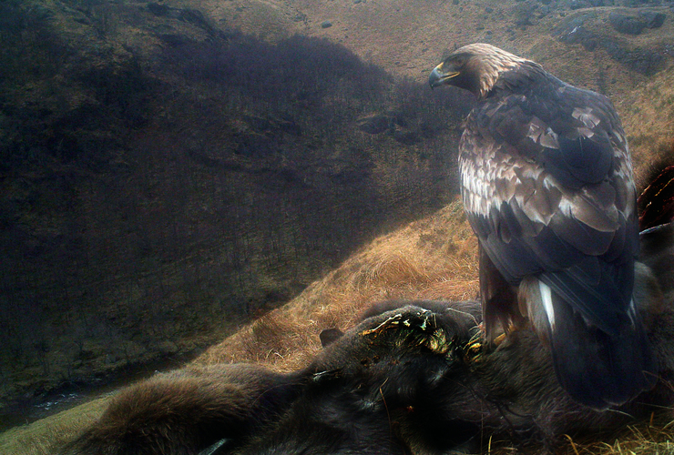 Golden eagle on deer carcas in Glen Nevis