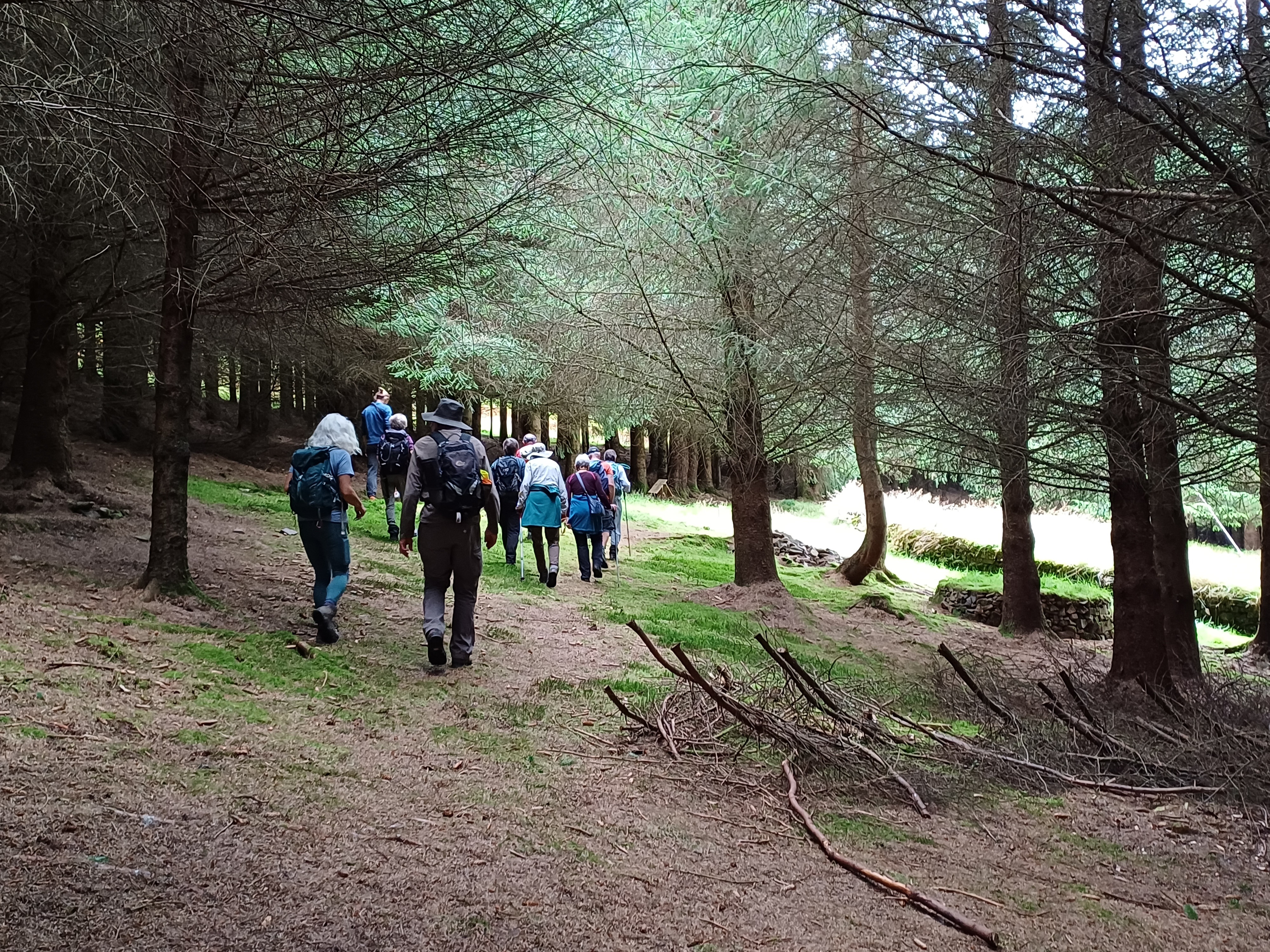 Glenlude conifers - Friends of the Pentlands