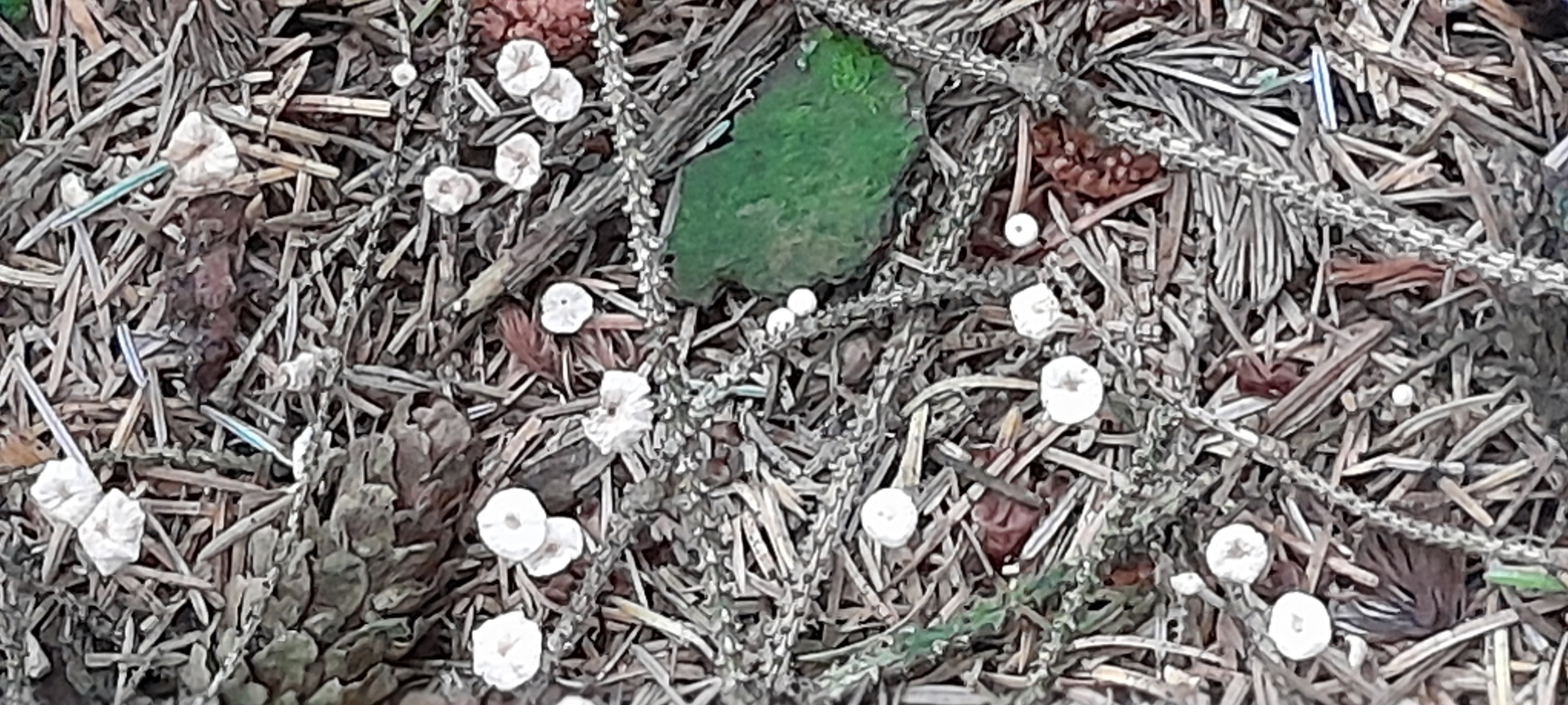 Spruce wood fungus at Glenlude