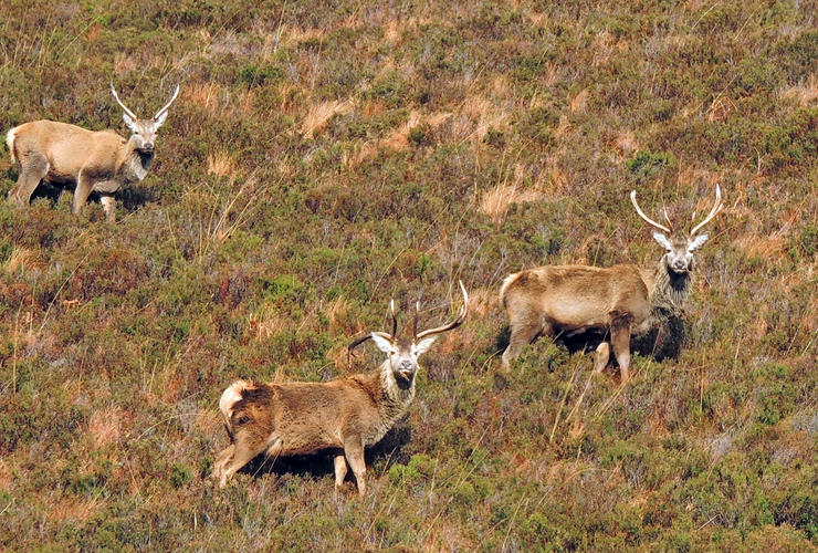 Red deer on Quinag hillside
