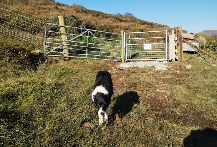 Ranger dog Mac investigates the latest new fence on Skye