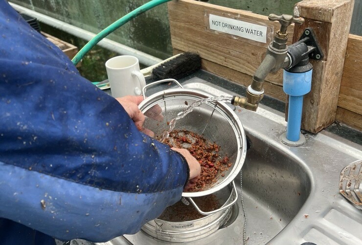 seed washing