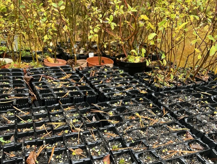 Tree nursery