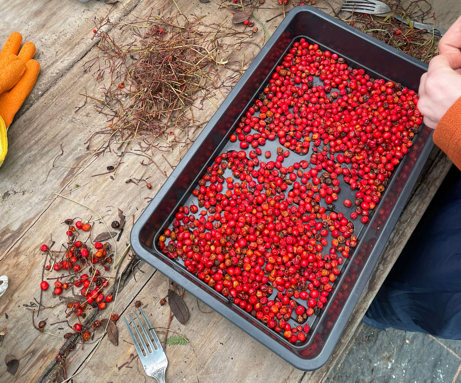 Absolute Escapes sorting rowan berries Sept24