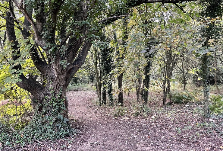 Woodland at Charterhouse