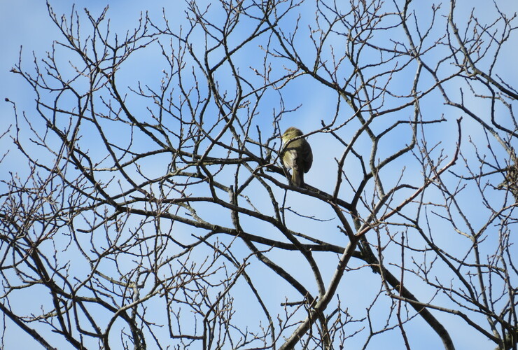 Willow warbler by Liz Auty