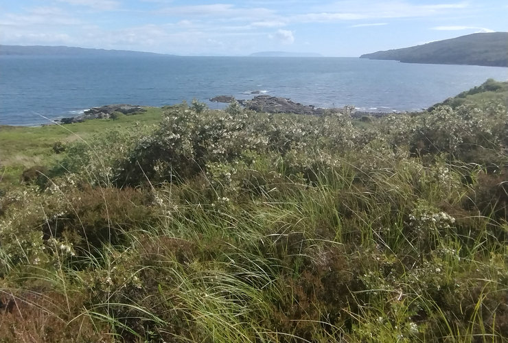 INNS - Prickly heath on Skye 2