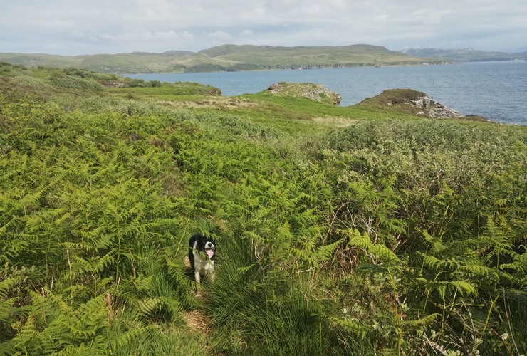 INNS - Mac among bracken and prickly heath on Skye 3