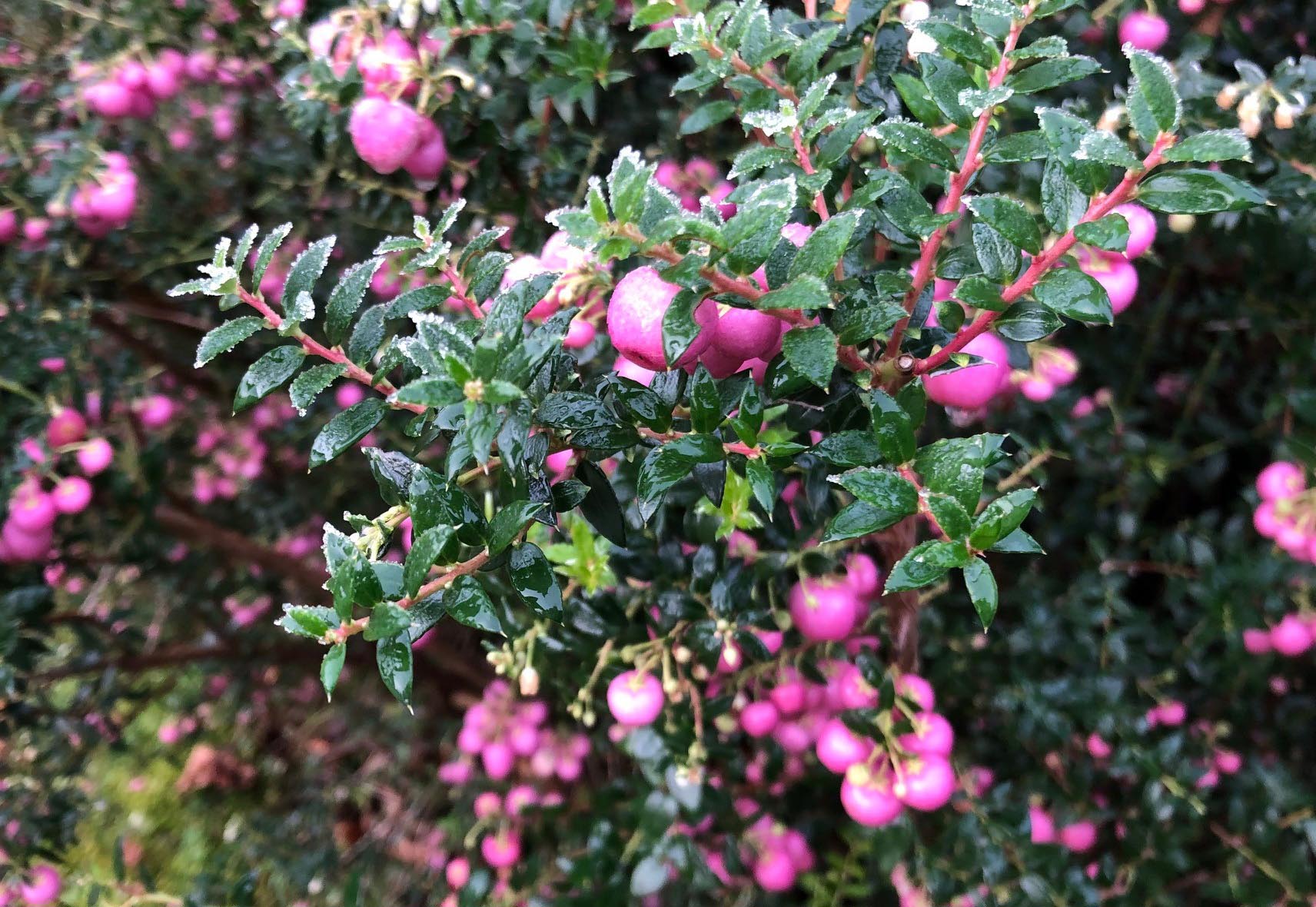 Prickly heath - Perenettya mucronata example