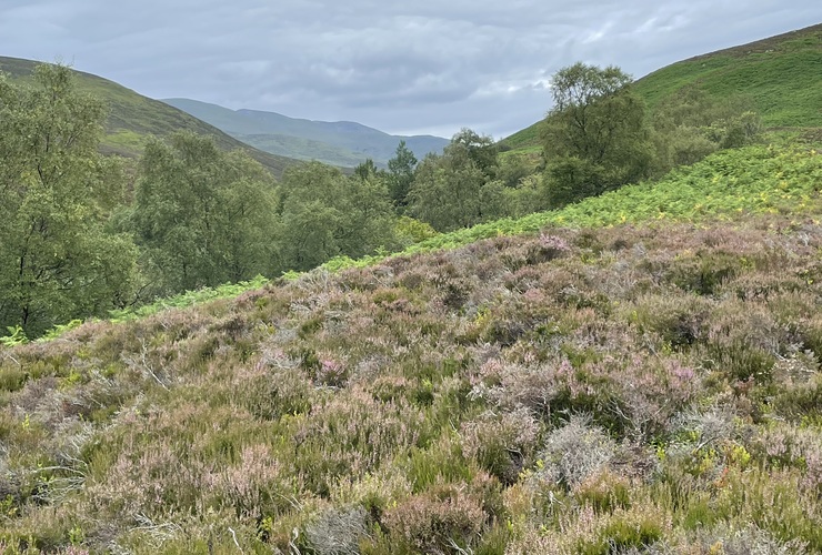 Schiehallion woodland and heather