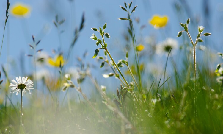 Machair - Kat Martin
