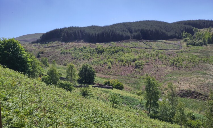 Recovery through nature - the Phoenix Forest at Glenlude