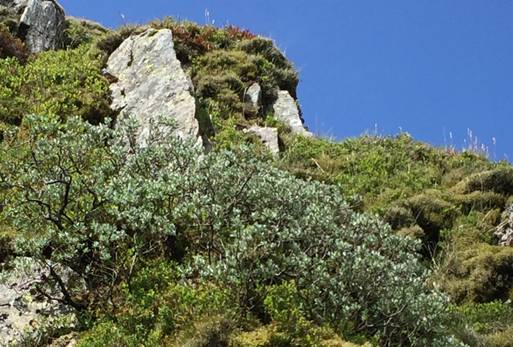 Spreading downy willow on a crag from cuttings