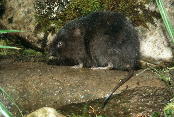 Water vole by Dick Balharry