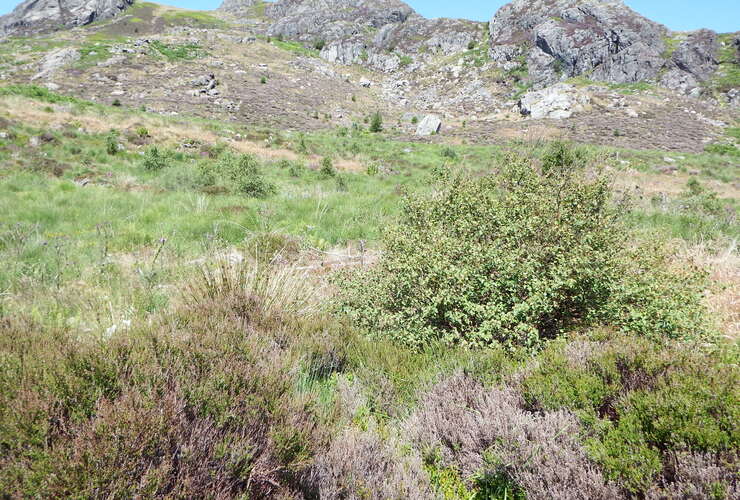 Restoring Hardknott Forest in the Lake District